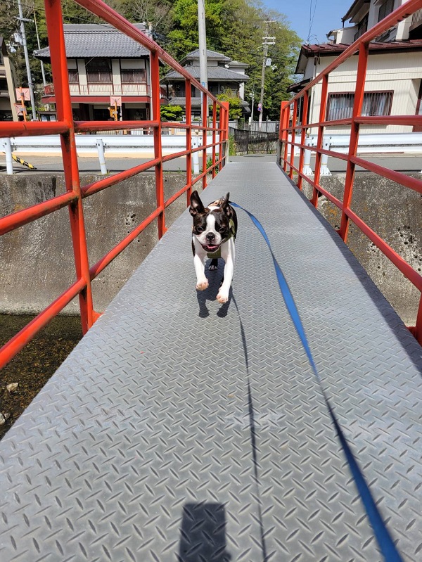 お世話になったわんちゃんたち