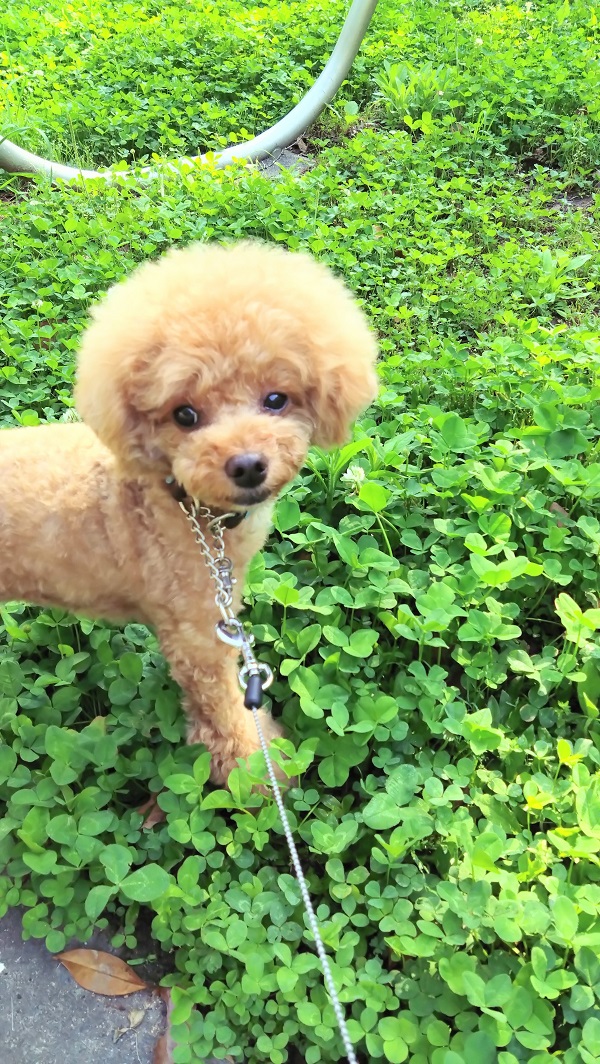 お世話になったわんちゃんたち