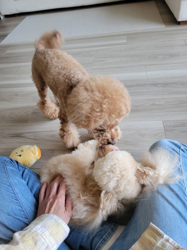 お世話になったわんちゃんたち