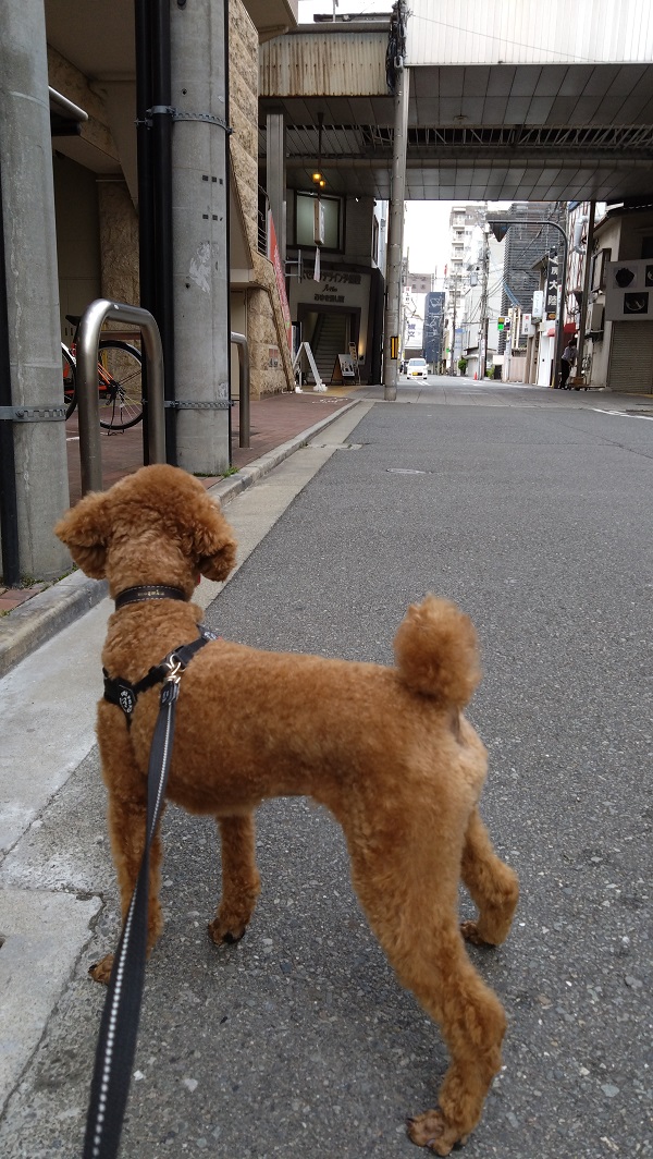 お世話になったわんちゃんたち