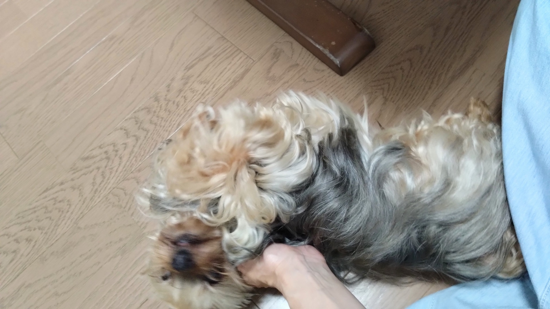 お世話になったわんちゃんたち