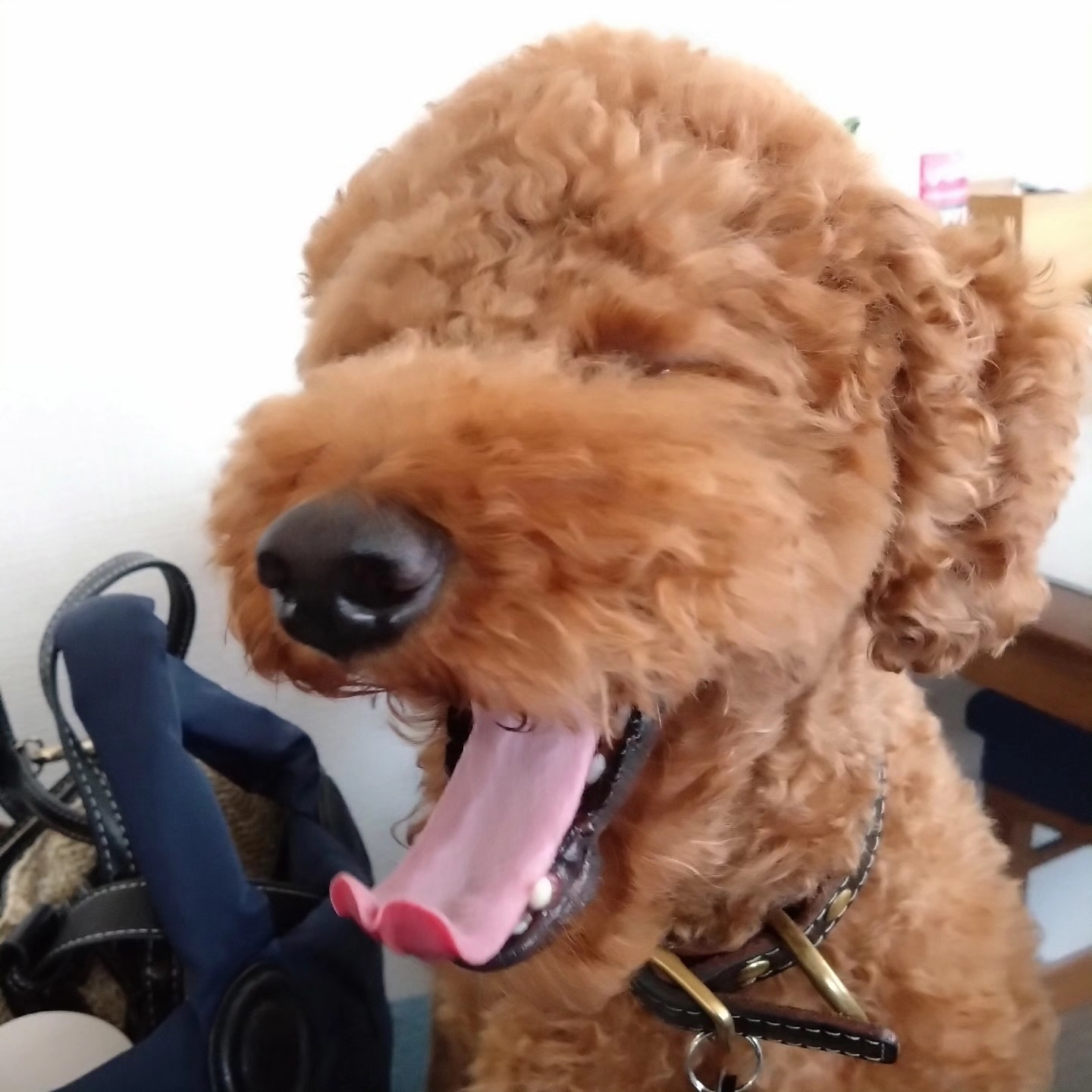 お世話になったわんちゃんたち