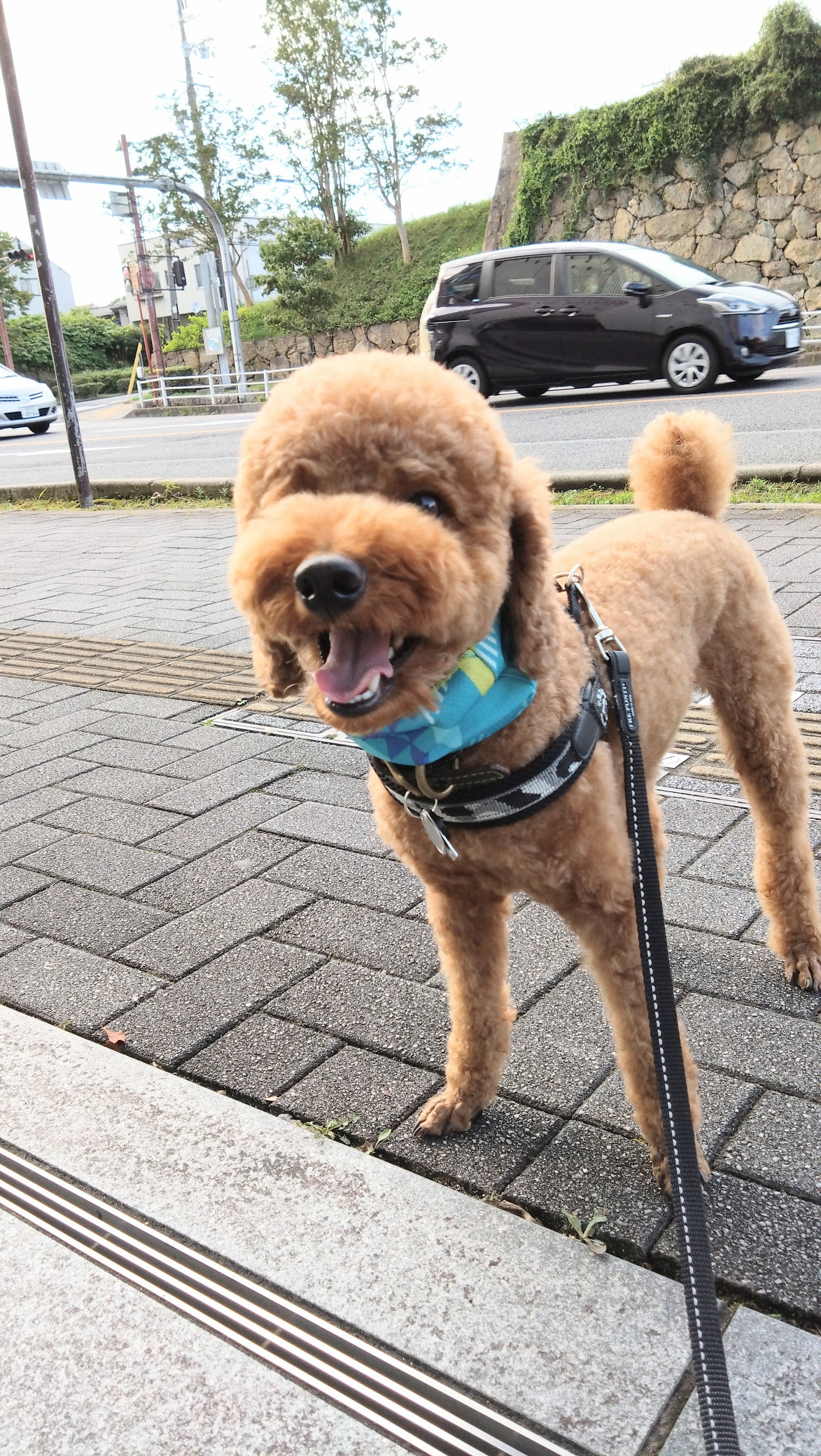 お世話になったわんちゃんたち