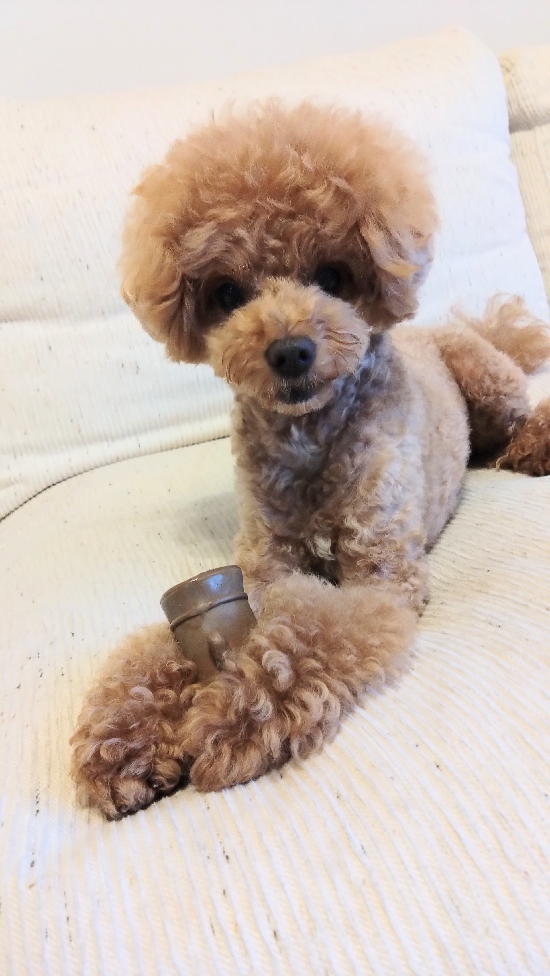 お世話になったわんちゃんたち