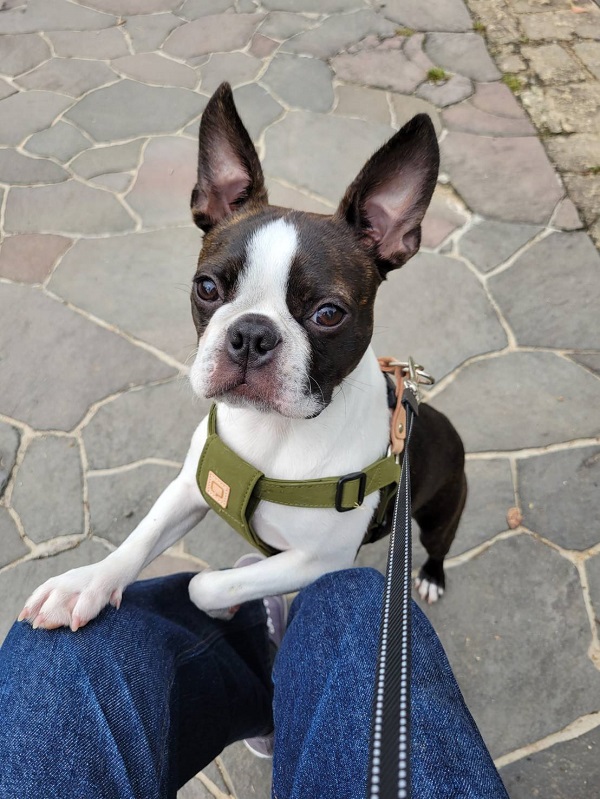 お世話になったわんちゃんたち